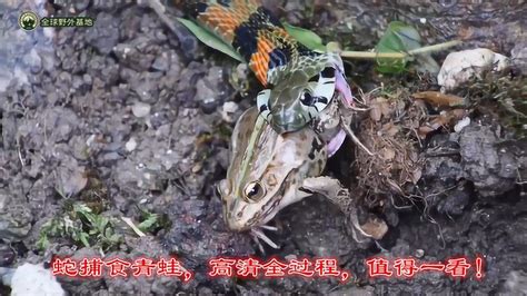 蛇最喜欢吃青蛙，这次拍到了捕食的高清全过程，非常难得！