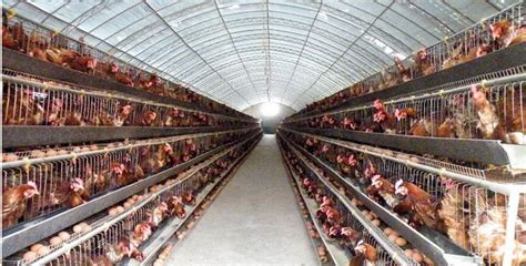 鸡舍的建造图片