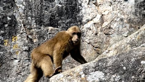 安徽省黄山生物多样性与短尾猴行为生态学国际联合研究中心