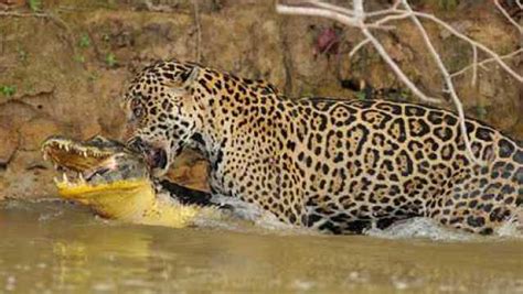 科学网—动物也讲文明：豹子吃了母猴，爱抚小猴 - 李世春的博文