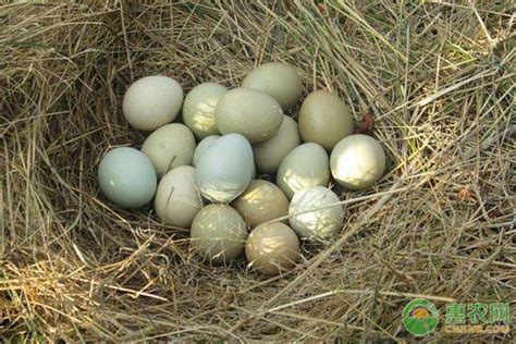 中秋将至，今日全国鸡蛋最新价格多少钱一斤？附鸡蛋价格走势预测 - 惠农网
