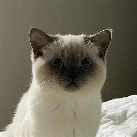 小猫小狗温柔头像女生