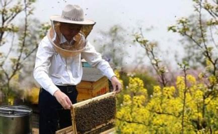 如何确定土养中蜂的最佳取蜜时间?老蜂农这招在哪都适合 - 深圳市绿然展业发展有限公司