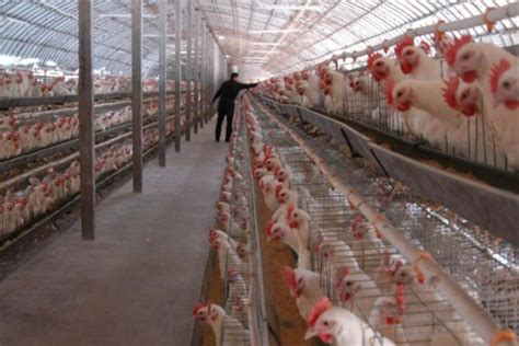 盘州市生态家禽养殖项目招商-地纬招商网