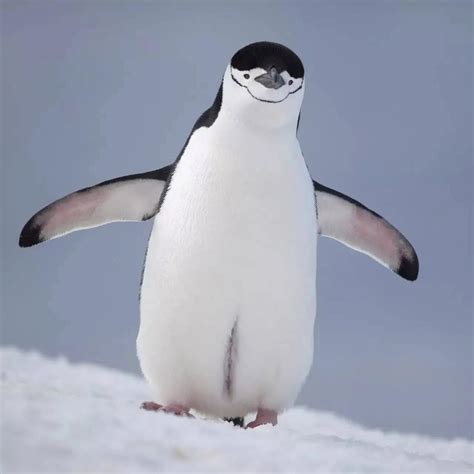 企鹅(3)图片