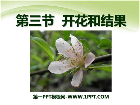 《开花和结果》被子植物的一生PPT课件3 - 第一PPT