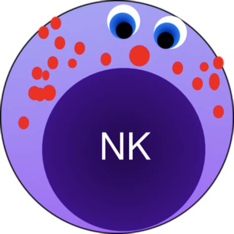 浅谈NK细胞受体 KIR的功能与临床意义_【快资讯】