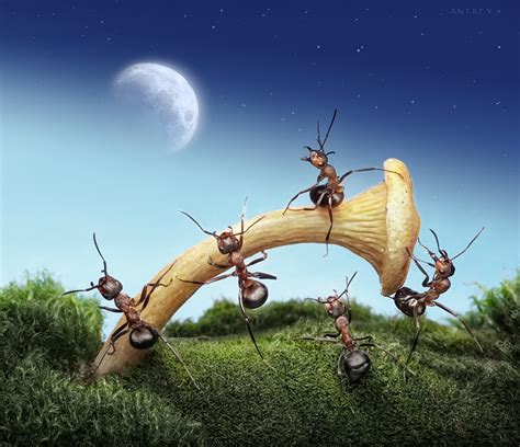 为了拯救蚂蚁王国 小昆虫们合力制造出一只巨鸟《虫虫危机》