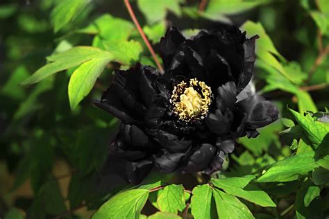 黑牡丹花是什么植物？ - 蜜源植物 - 酷蜜蜂