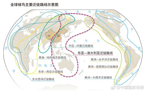 在全球9条候鸟迁徙路线中，经过中国境内的有3条：东非-西亚迁徙线、中亚迁徙线和东亚-澳大利西亚迁徙线，其中东亚-澳大利西... - 雪球