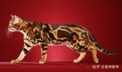 孟加拉豹猫-各类花纹(Pattern)超级详解 - 知乎