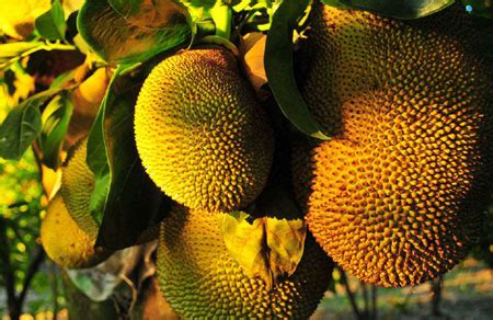 世界十大顶级水果：黑皮西瓜上榜，它的价格最高 - 手工客