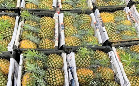 为什么菠萝价格涨近3倍 2021菠萝涨价的原因 _八宝网