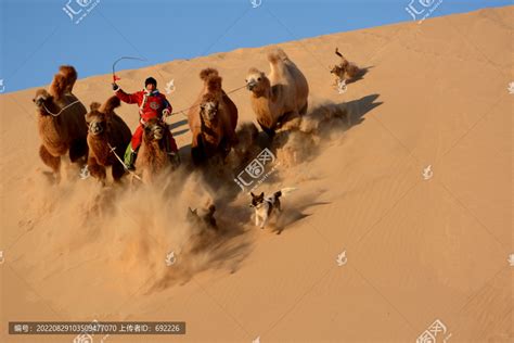 沙漠骆驼,陆地动物,动物摄影,摄影素材,汇图网www.huitu.com