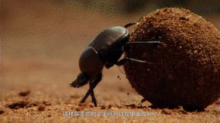 推屎虫图片