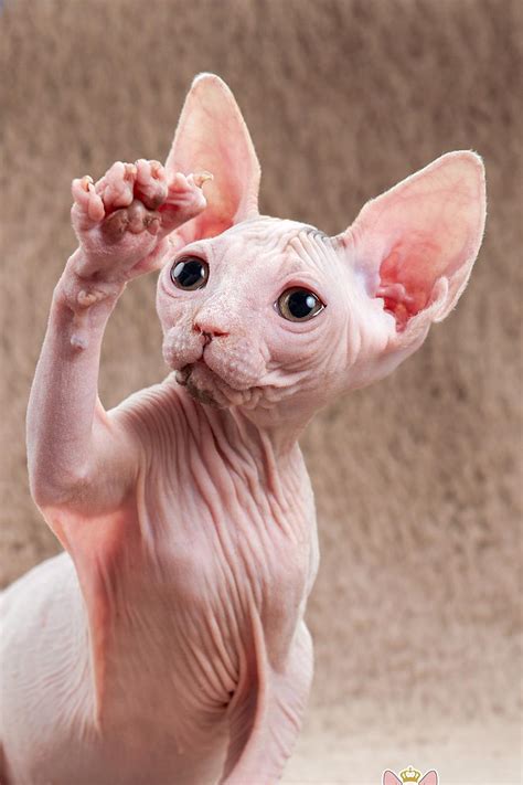 斯芬克斯猫(Sphynx)又称加拿大无毛猫体图片