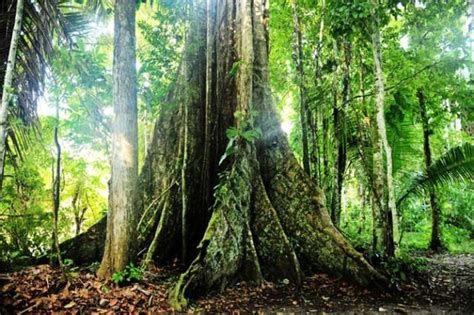 亚马逊热带雨林丛林景观厄瓜多尔亚马逊亚苏尼高清图片下载-正版图片506409790-摄图网