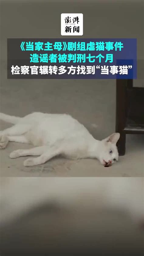 《当家主母》剧组虐猫事件造谣者被判刑7个月：当事猫被找到_凤凰网视频_凤凰网