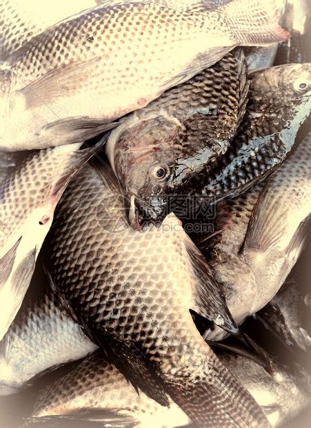 宜宾观赏鱼市场再来一波紧跟队形 - 广州水族批发市场 - 广州观赏鱼批发市场