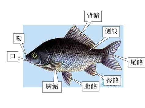 含DHA这么高的淡水鱼，菜场里很便宜，你还没给宝宝吃？|淡水鱼|海鱼|寄生虫_新浪新闻
