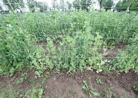 你种植绿豆的管理方法合理吗？绿豆的品质和产量该如何提高？
