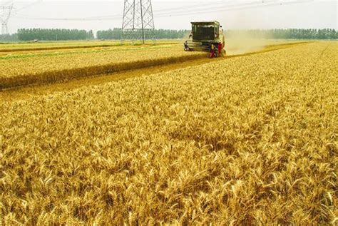 今年麦子的价格多少，当前小麦市场供需情况以及价格走势如何？- 理财技巧_赢家财富网