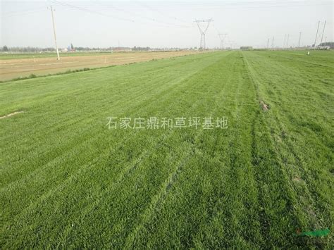 绿化草坪价格（北京草坪销售）昌平卖草坪_CO土木在线