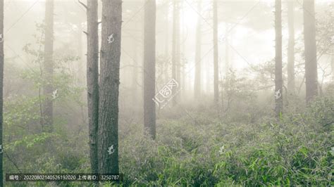迷雾森林 -2014春节第一天记述老家的环境|摄影|人文/纪实摄影|非著名设计侯留侠 - 原创作品 - 站酷 (ZCOOL)