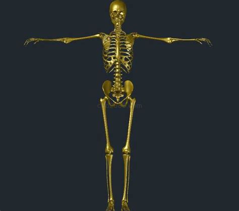 人体骨骼 - 搜狗百科
