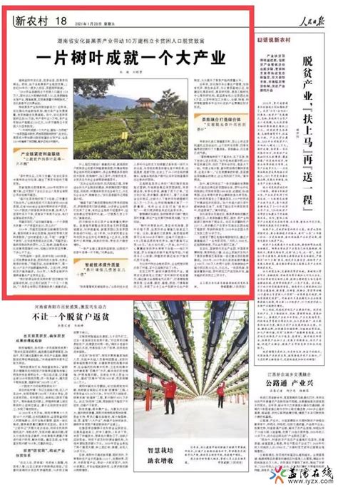人民日报 | 安化：一片树叶成就一个大产业 - 益阳对外宣传官方网站