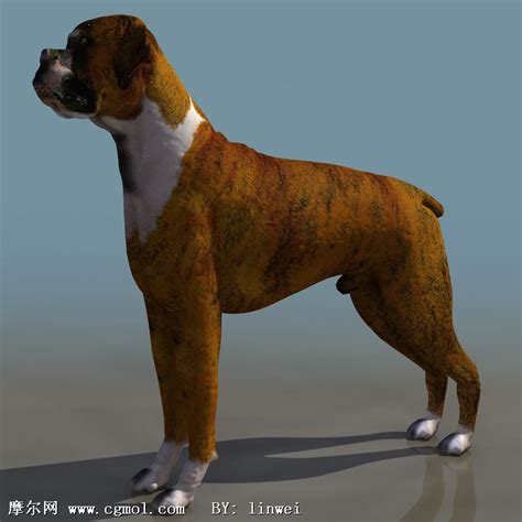 3D狗模型(带材质)_哺乳动物_动物模型_3D模型免费下载_摩尔网