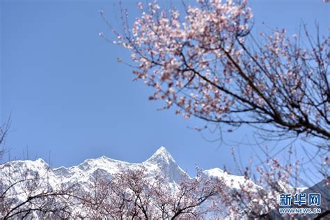 西藏林芝桃花盛开_坪山新闻网