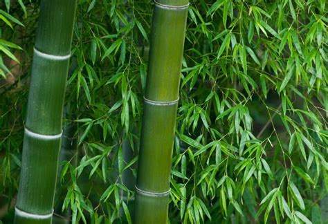 26种“竹子”大全|园林|刚竹|披针形_新浪新闻