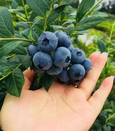 2020年5月18日，北碚巴渝蓝庄休闲园蓝莓采摘开园,