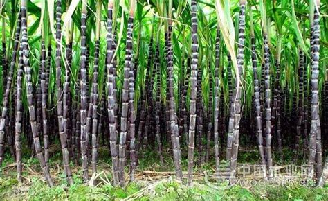 甘蔗种植全过程，山东甘蔗种植全过程|admin_人人点