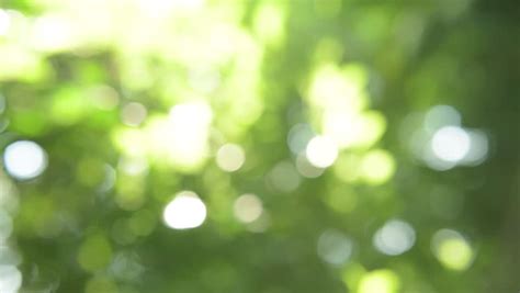 Beautiful blur nature background. Sunlight shines… - Royalty Free Video