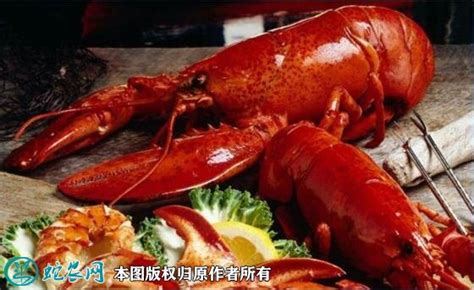 2020年12月23日澳洲龙虾价格行情、今日澳洲龙虾多少钱一斤？ - 农产品价格 - 蛇农网