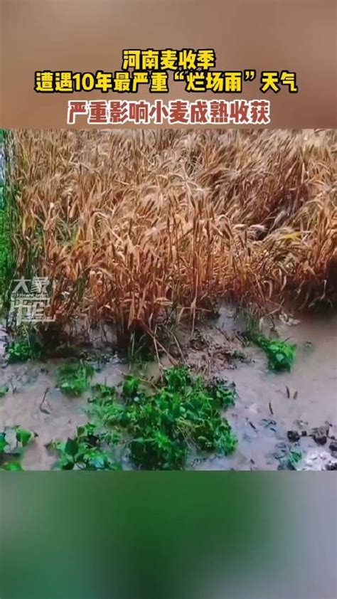 河南省农业农村厅：河南麦收季遇近10年最严重“烂场雨”天气|河南省|麦子|农业农村_新浪新闻