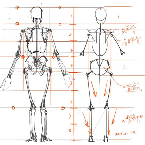 专业人体绘画骨骼比例图解01-普画网