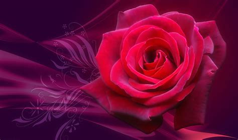 红玫瑰的花语是什么,红玫瑰花语紫玫瑰_大山谷图库