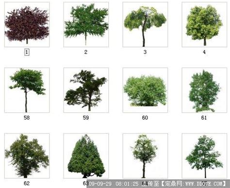 根据树种及品种的生长有哪些,树的种类 - 品尚生活网