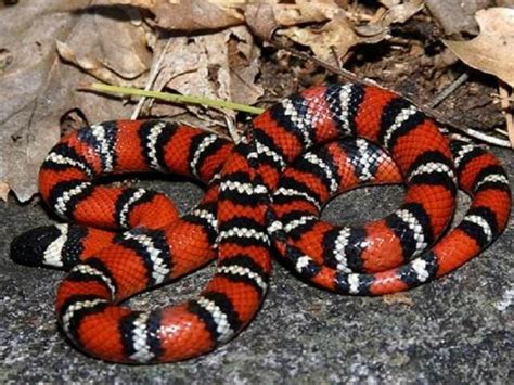 动物趣闻：红色蛇类有哪些，盘点世界上十种红色蛇类|蛇类|红色|眼镜蛇_新浪新闻