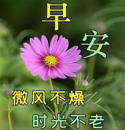 早安喵图片