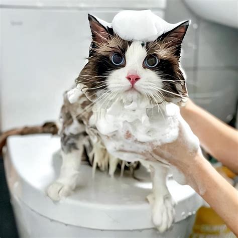 宠物店猫咪洗澡要多久-宠物网问答