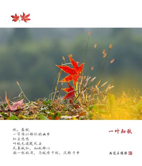 【一叶知秋摄影图片】北京百望山国家森林公园生活摄影_太平洋电脑网摄影部落