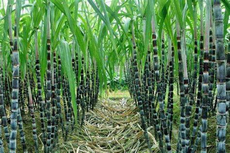 甘蔗栽培全过程-农百科
