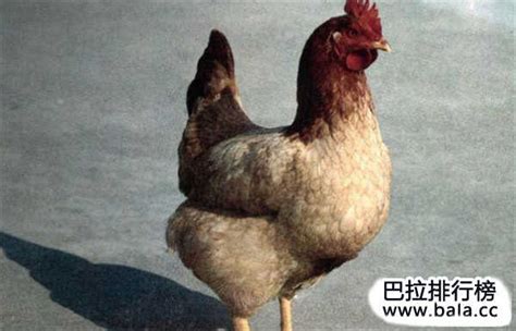中国四大名鸡，中国的四大名鸡哪家最正宗