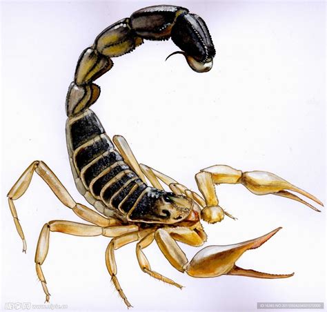 蝎子繁殖的过程