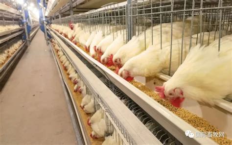 执业兽医网-禽病-白羽肉鸡养殖各日龄段的注意事项