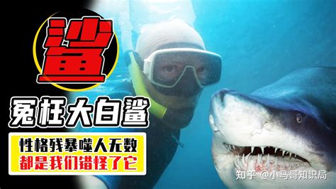 食人鲨鱼真的存在吗？3分钟揭秘大白鲨“吃人”现象背后的原因